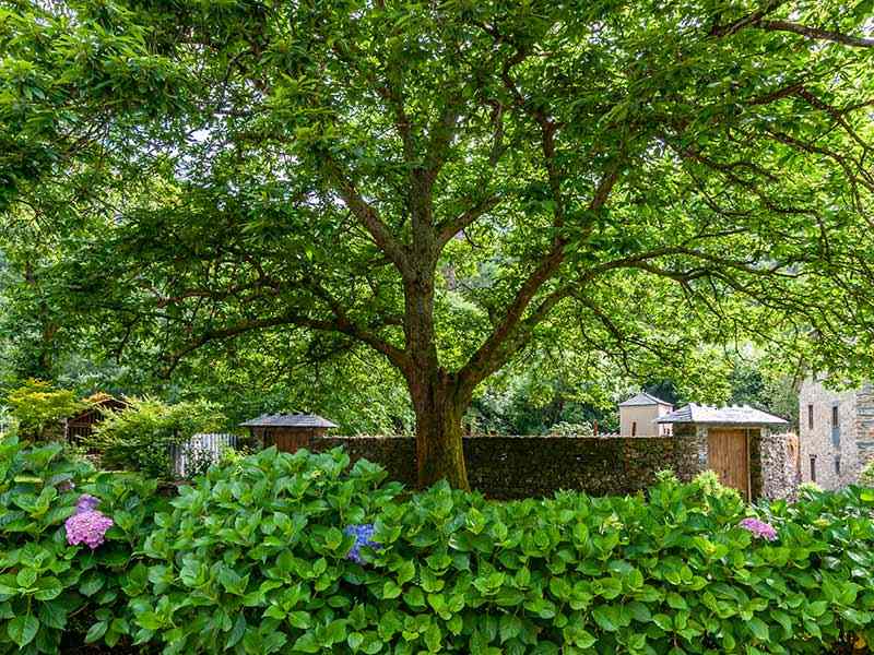 Un árbol junto a uno de los muros de la casa